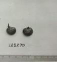 Click for 1 image(s) for this accession. FRUIT